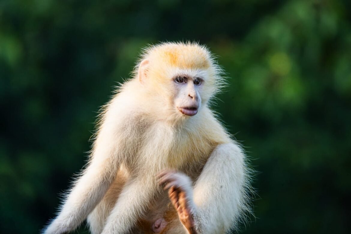 Selon les informations publiées le 13 février 2026, il s’agirait d’un singe vervet albinos, aperçu près du campement de Lulimbi dans le secteur centre du parc.
